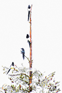 MAGPIE CONVENTION 2 IN MEETING