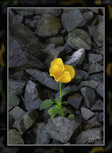 SOFT STRONG POPS UP TOO