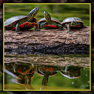 PAINTED TURTLES SUNNING