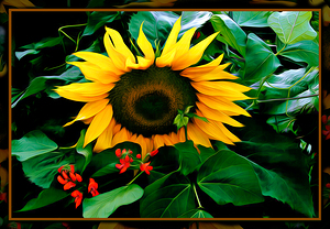 SUN FLOWER SCARLET RUNNERS