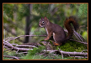 RED SQUIRREL POSING