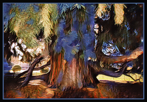 SEQUOIA TREE VICTORIA B.C