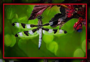 BLACK WHITE DRAGONFLY