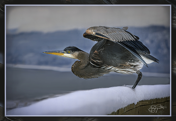 BLUE HERON LIFTOFF by Jerre Paquette