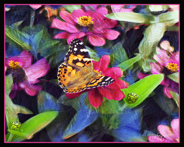 PAINTED LADY BUTTERFLY Print
