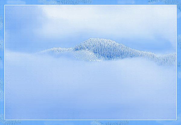 BIRTH OF A FOREST by Jerre Paquette