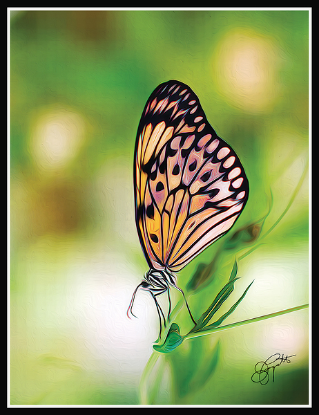 BUTTERFLY TIPTOE by Jerre Paquette