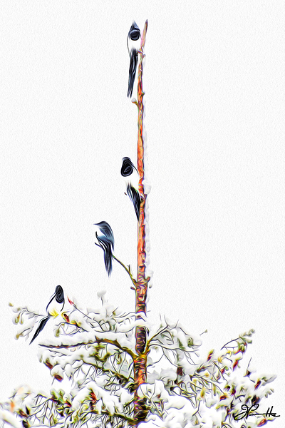 MAGPIE CONVENTION 2 IN MEETING by Jerre Paquette