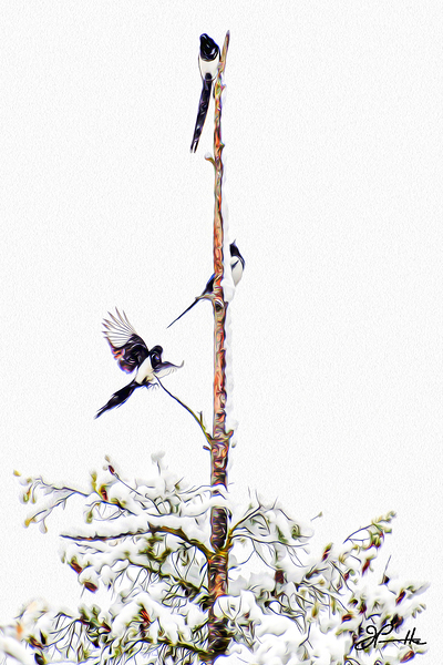 MAGPIE CONVENTION 1 ARRIVING by Jerre Paquette