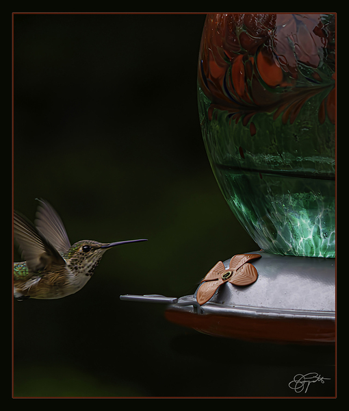 HUMMINGBIRD FLYING TO FEEDER by Jerre Paquette