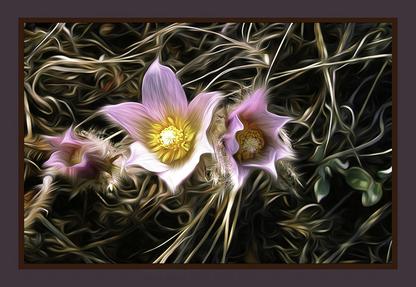 Riverside Crocuses by Jerre Paquette