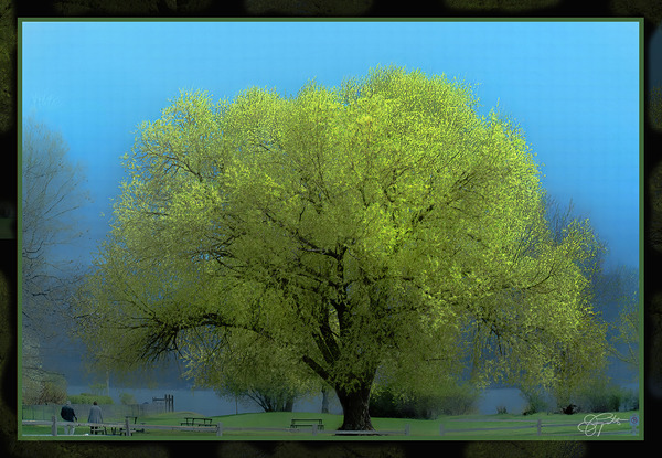 Cottonwood Poplar by Jerre Paquette