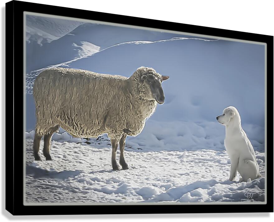 BILATERAL HERDING Canvas Print