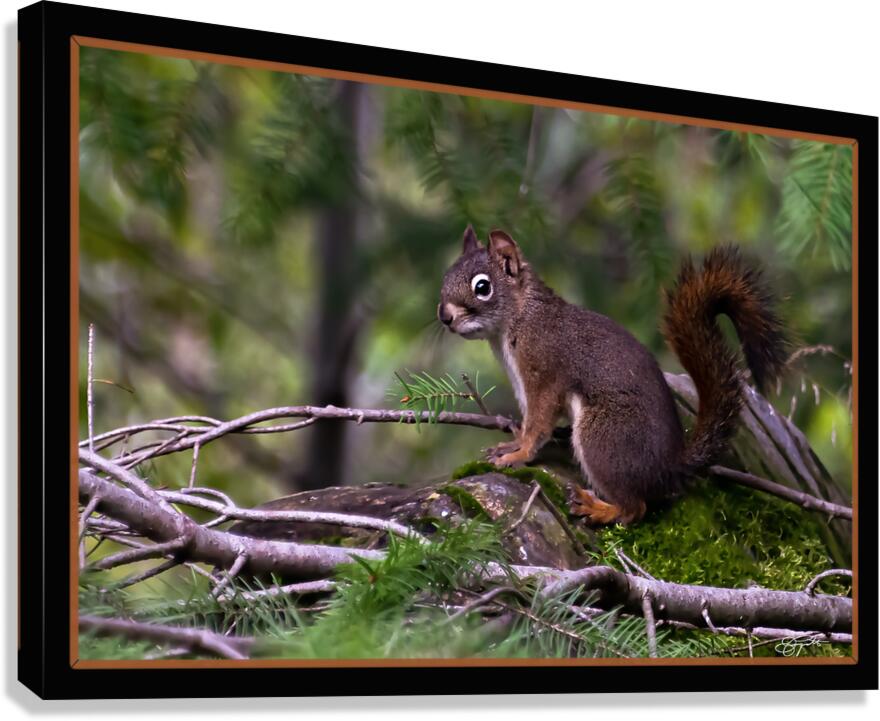 RED SQUIRREL POSING Canvas Print