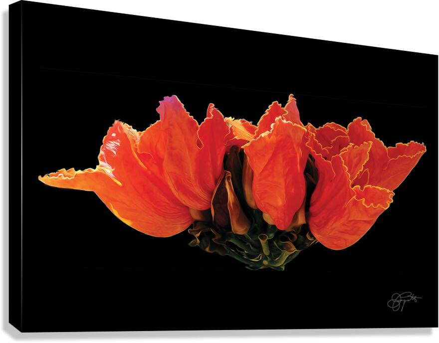 AFRICAN TULIPS 2 Canvas Print