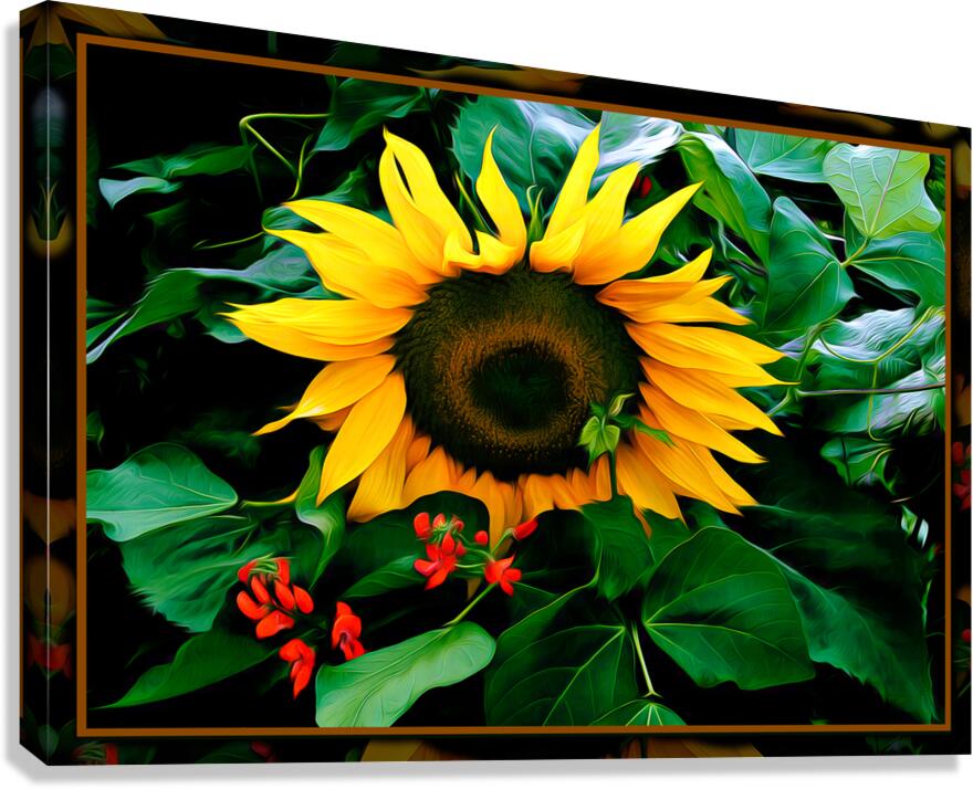 SUN FLOWER SCARLET RUNNERS Canvas Print