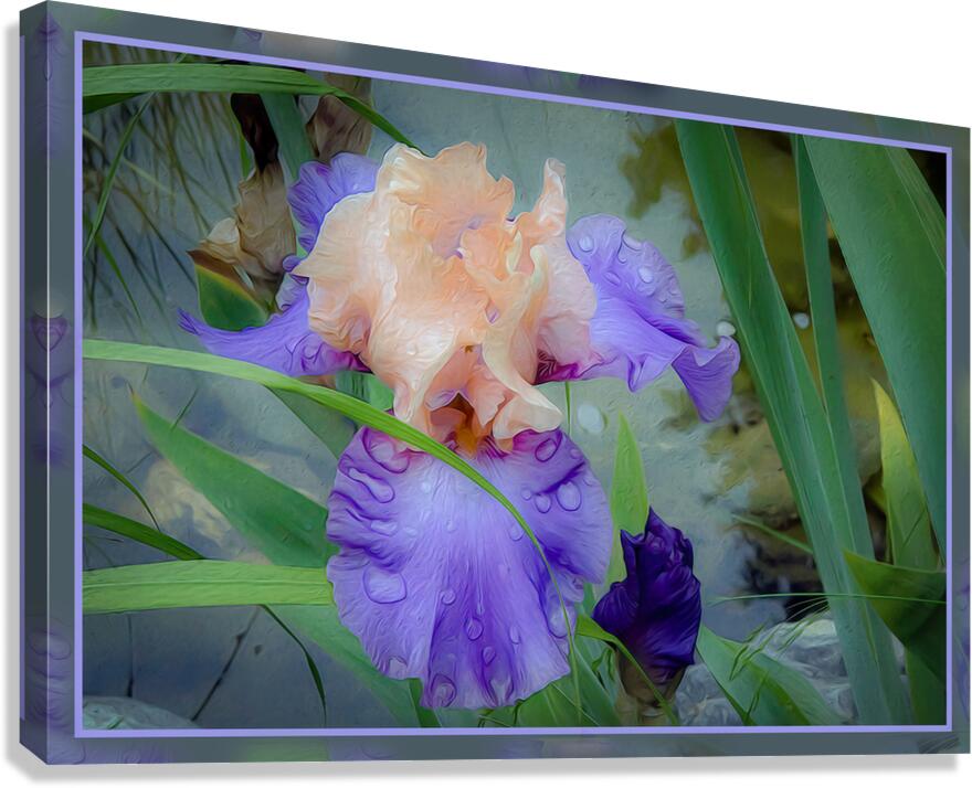 LIGHT PURPLE ORANGE IRIS Canvas Print