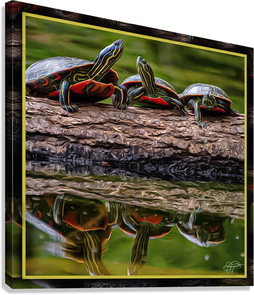 PAINTED TURTLES SUNNING Canvas Print