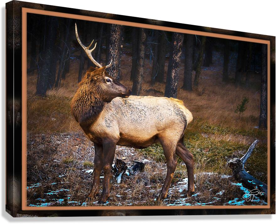 ELK WARY Canvas Print
