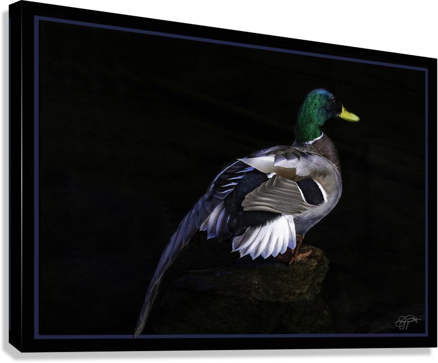 DRAKE MY FRIEND Canvas Print