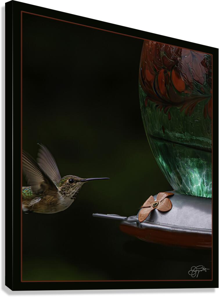 HUMMINGBIRD FLYING TO FEEDER Canvas Print