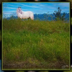 WHITE HOURSE ALONG THE SHUSWAP RIVER