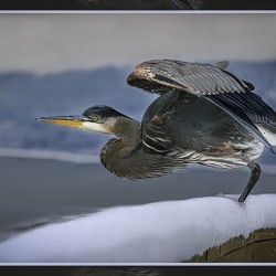 BLUE HERON LIFTOFF