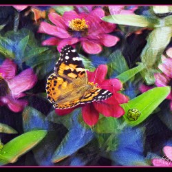 PAINTED LADY BUTTERFLY