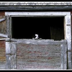 CAN I COME TOO PLEASE