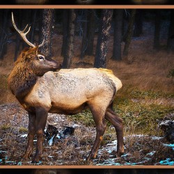 ELK WARY