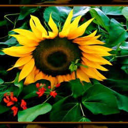 SUN FLOWER SCARLET RUNNERS