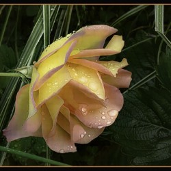 ORANGE YELLOW ROSE
