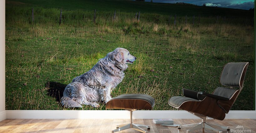 ELDER SHEEP DOG Wall Murals