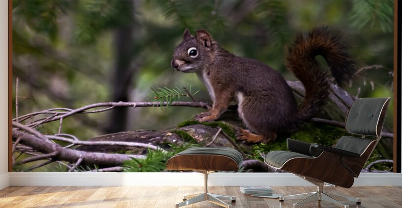 RED SQUIRREL POSING Wall Murals