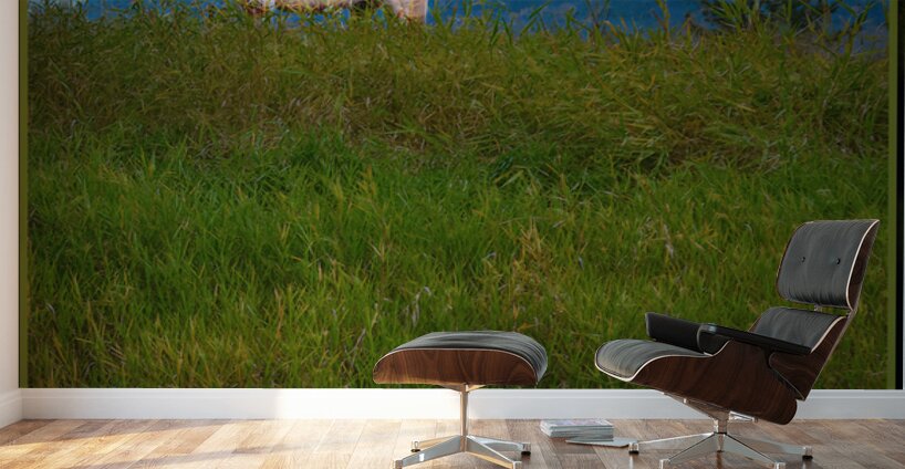 WHITE HOURSE ALONG THE SHUSWAP RIVER Wall Murals