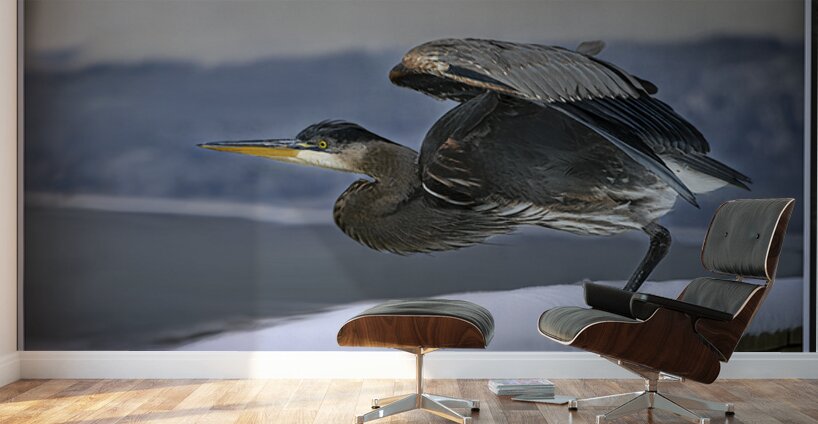 BLUE HERON LIFTOFF Wall Murals