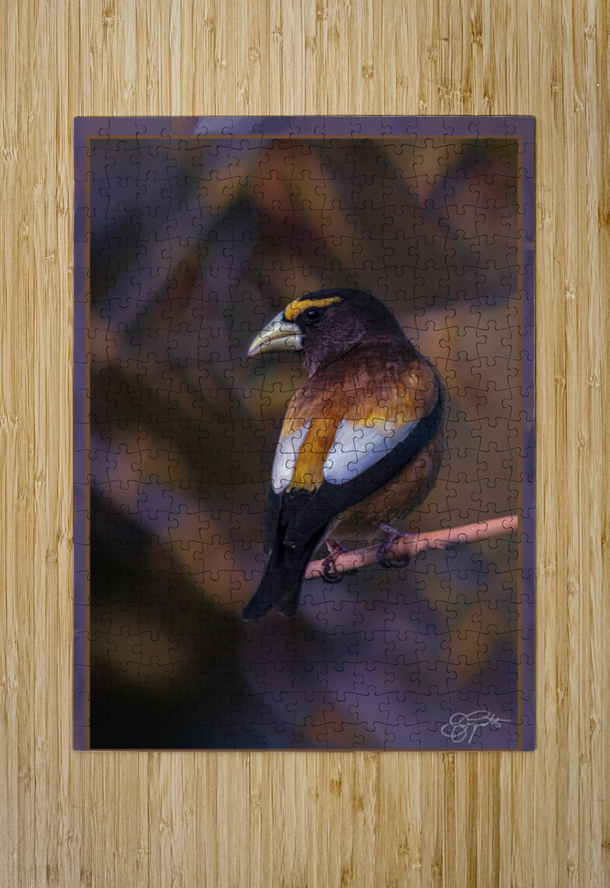EVENING GROSBEAK PONDERING Jerre Paquette Puzzle printing